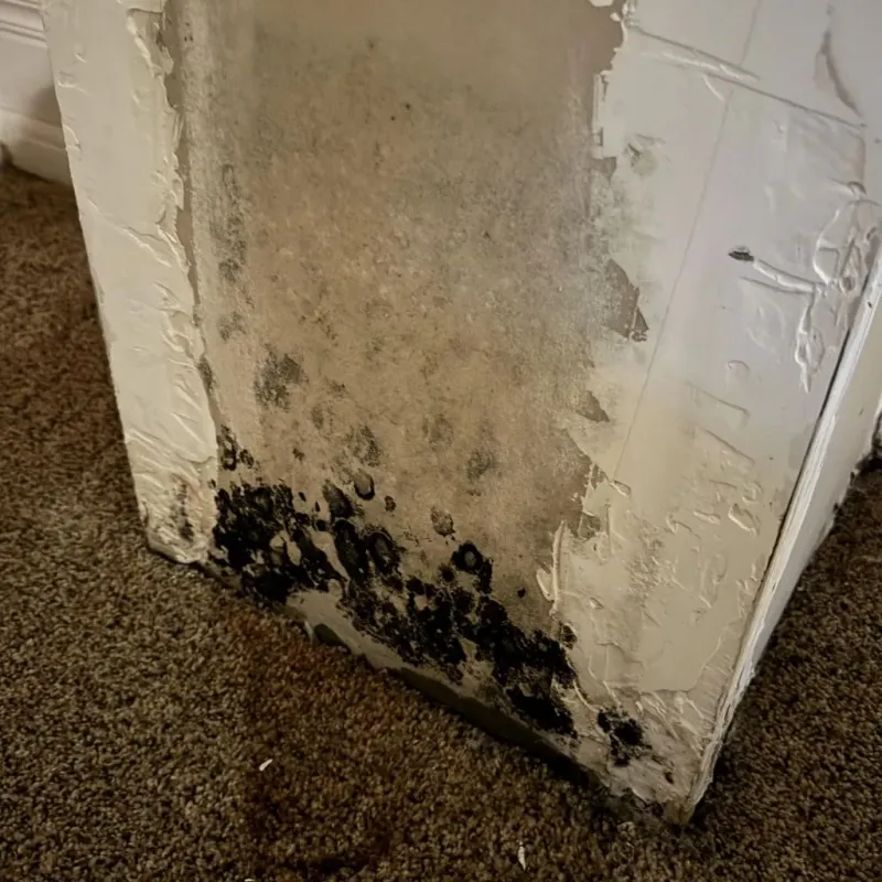 Professional Mold Removal in Hardeman County, TX